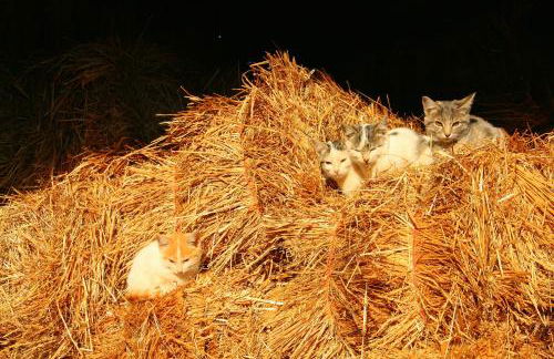 Casa Da Rocha - Foto 32