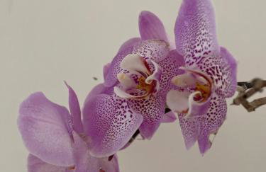 Casa confortável com um quarto - Foto 12