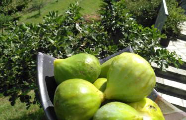 casa banana - Foto 23