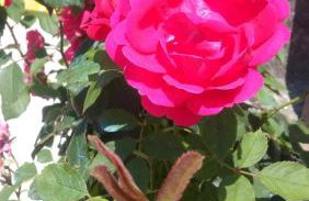 Apartment Marko - Foto 43