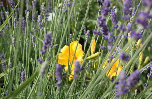 Gästehaus Roseneck - Foto 46