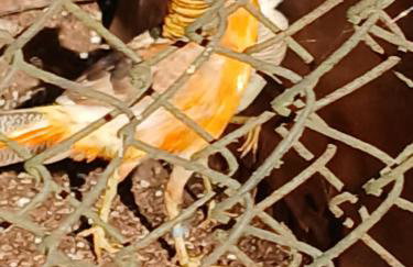 Exclusivo Haras Marilu! - Foto 32