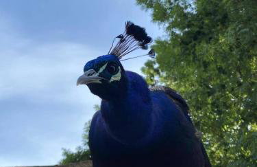 Tiny House in Wonderland - Foto 52