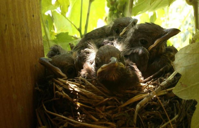 Apartment in Zsira Near Thermal Spa - Photo 23