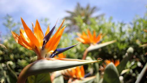 VILLA LEA - Foto 5, Garden