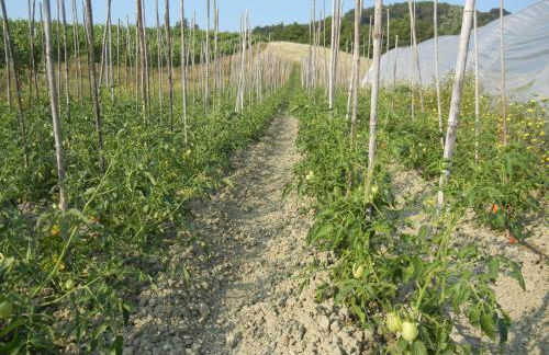 La Colombarola Agriturismo - Foto 57