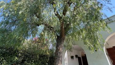 Holiday Home Pilone - Foto 4, Garden