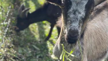 Gîte Charme et Détente, Sauna, Spa,étang et Terrasse Privée - Foto 3