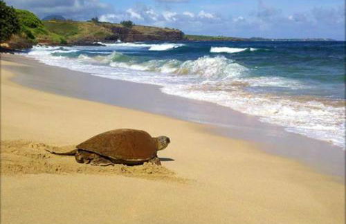 Step to beach New Quiet Kiahuna Plantation Remodeled 2 bedroom condo with AC - Foto 45