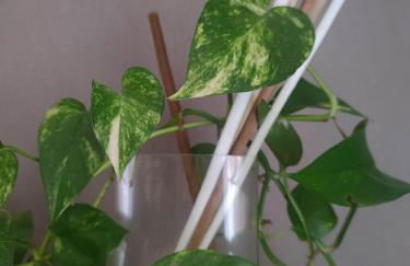 Dalla Spiaggetta a Quinto - Foto 16