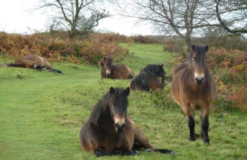 The Barn @ Bishops Lydeard - Foto 16