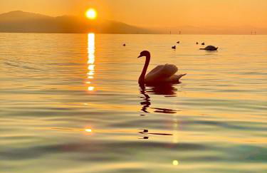 ADORIS APPARTEMENTS im Lotzbeckpark am See "nachhaltiges Wohnen in Lindau" - Foto 36