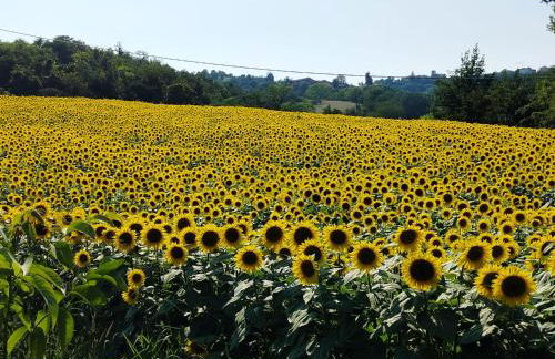 Casa Rosalinda, Monferrato cozy apartment - Foto 28