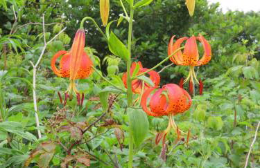 Treetops Cabin easy to Asheville with fast wifi and great view - Foto 47