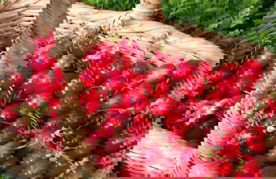 Agriturismo il Poggiarello - Foto 42