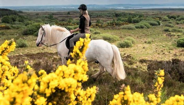 Paseo a caballo por Lisdoonvarna - Foto 2, Disfrutando de la ruta