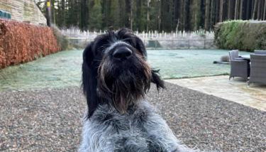 Favour Royal Cottage - dog friendly forest escape - Foto 4