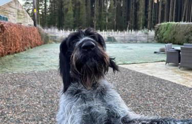 Favour Royal Cottage - dog friendly forest escape - Foto 4