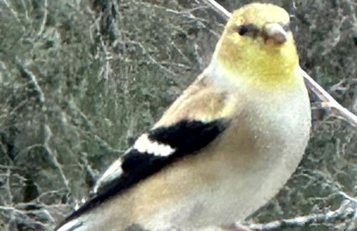 Hidden Treasure Harvest House Forest Getaway 30 Min. West of Fort Worth - Photo 11