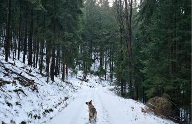Klein Waldseele - Foto 33