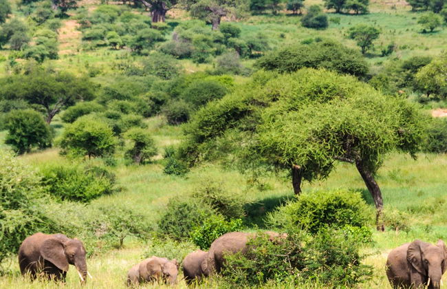 North Tanzania 6 Day Safari - Foto 1