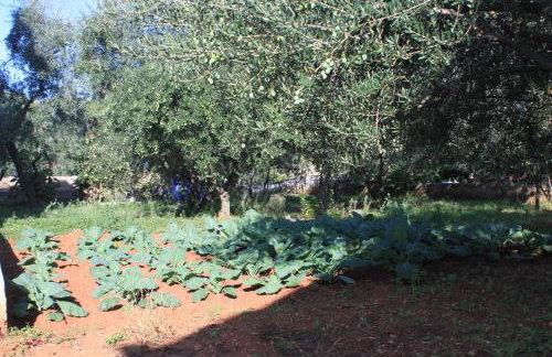 Apartments by the sea Ugljan - 348 - Foto 12