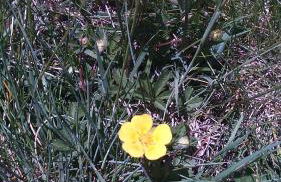 Cal Rosetó - Foto 25