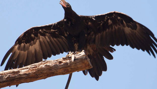 Un'aquila del Santuario di Healesville