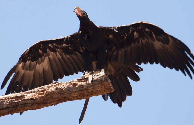 Puffing Billy & Healesville Sanctuary Day Trip - Photo 6