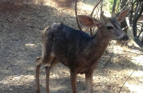 Grand Rustic Cabin Rental with Private Hot Tub near Escondido, California - Foto 20