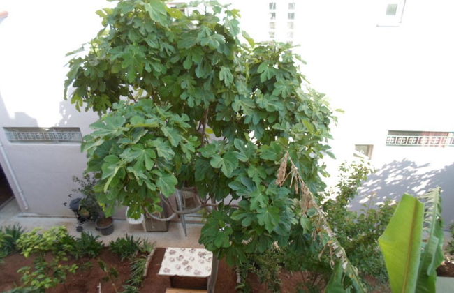 Banana Apartments - Foto 26