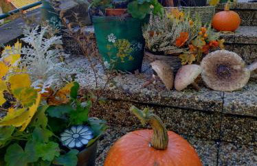 Agroturystyka Magnolia - Foto 40