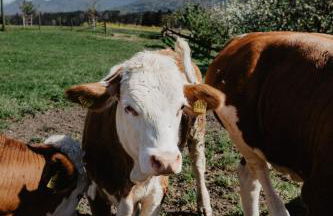 4 Sterne Ferienwohnung Hochries - Foto 11