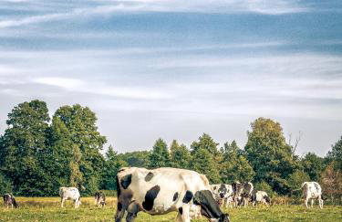 Osada Puszczy Śpiew - Foto 38