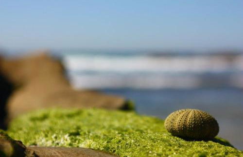 El Abejaruco - Foto 6