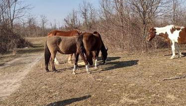 Sheppard's Holler - Photo 5