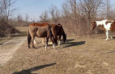 Sheppard's Holler - Photo 5