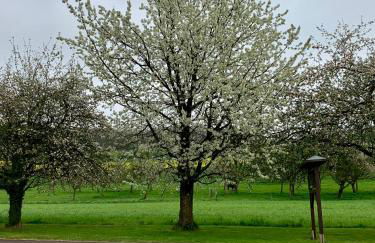 Scheier (Ferienwohnungen) - Foto 6