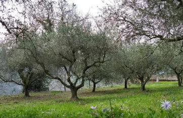 Agriturismo Alla Vecchia Quercia - Foto 69