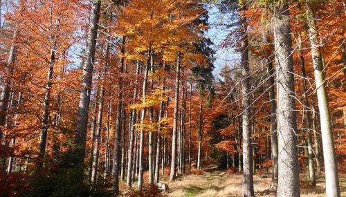 Ferienwohnung Am Apelsberg - Foto 5