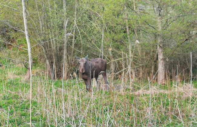 6 Person Holiday Home in Orno - Photo 3