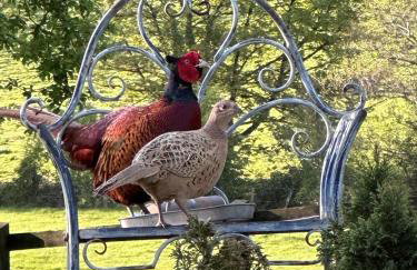 Elm Tree Cottage - Photo 12