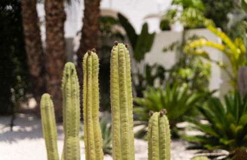 Villas Guzman - Artista - Photo 54