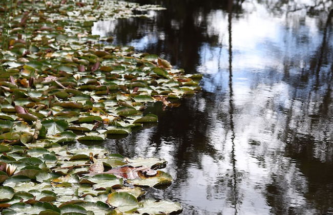 StayAU 1BR Rustic Picturesque Cottage - Foto 35