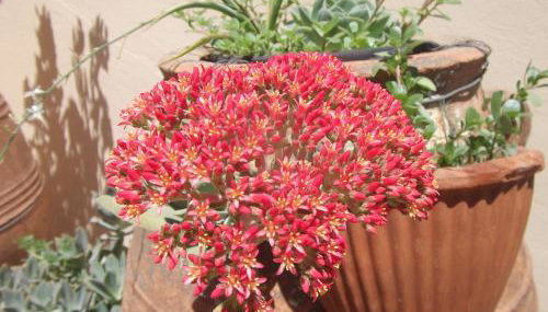 Villa Rita Apartments A - Foto 3