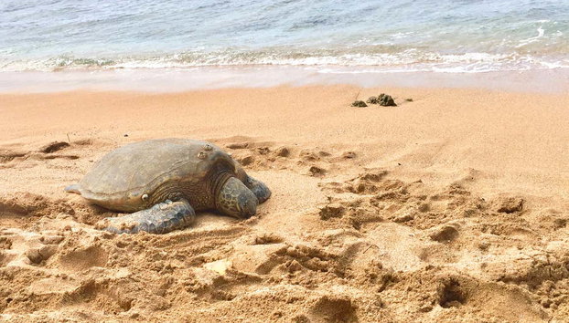 Tour gastronômico por Oahu - Foto 5, Tartaruga em uma praia de Oahu