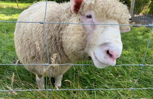 Dartmoor Eco-Pod - Oak Tree Lane - Foto 54