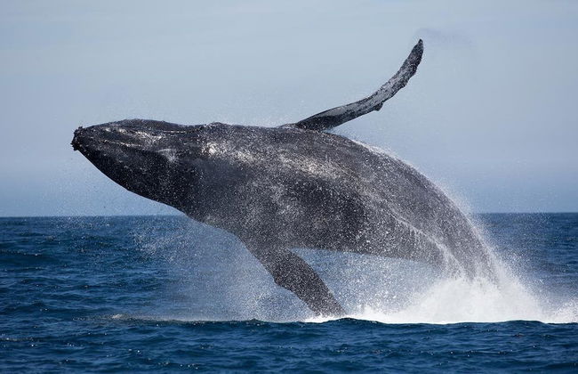 La Petite Baleine - Foto 19