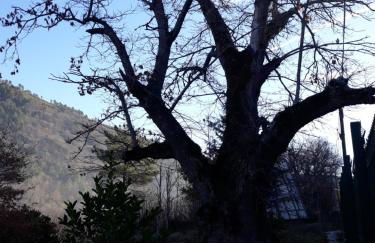 Melro-d' água - Foto 38