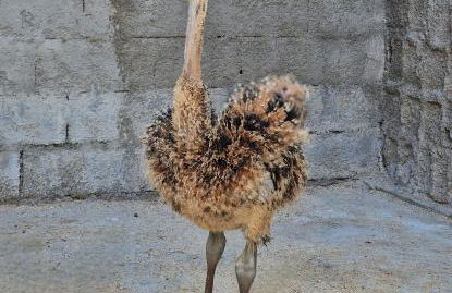 Quinta da Ponte das Hortas 1 - Foto 22